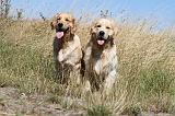GOLDEN RETRIEVER 100